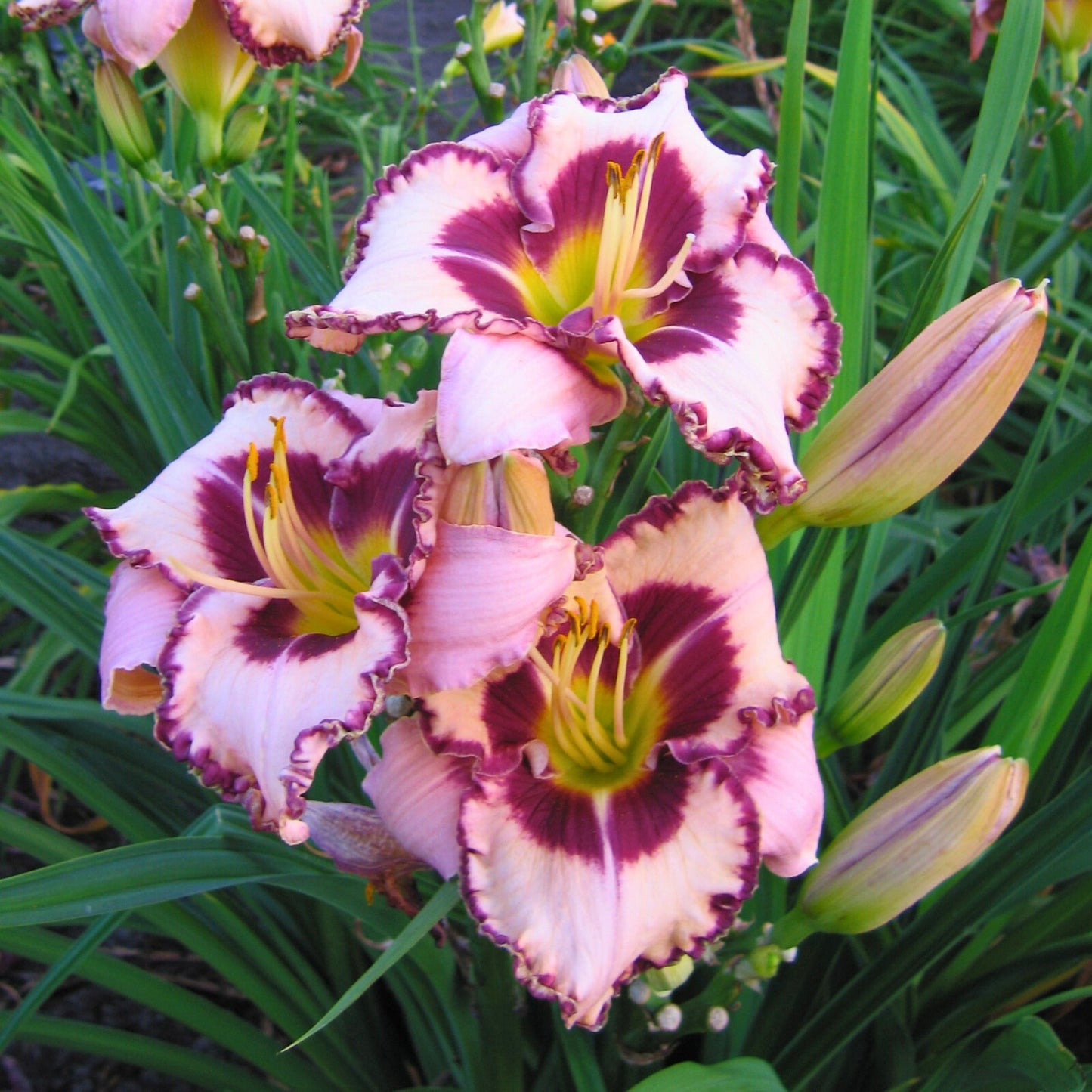 Mardi Gras Parade' Daylily