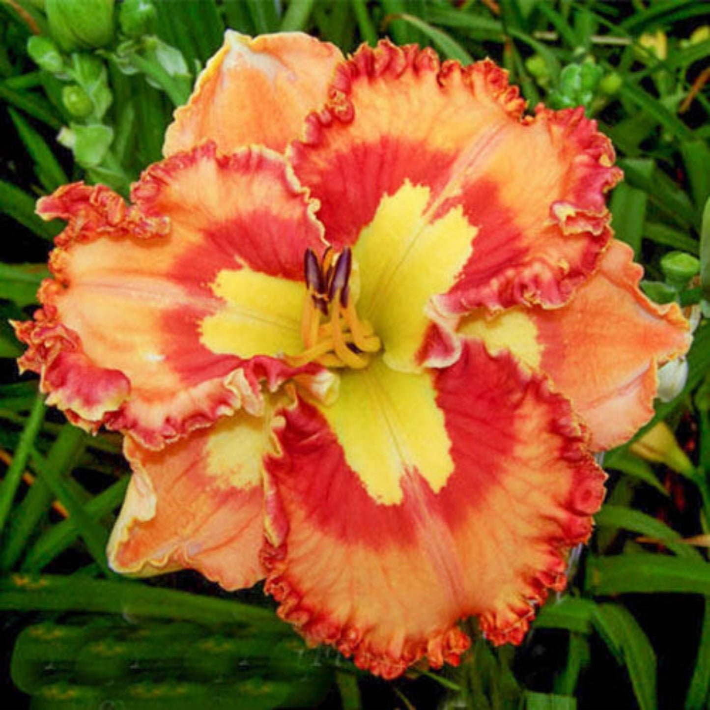  Mexican Fiesta Re-Blooming Daylily