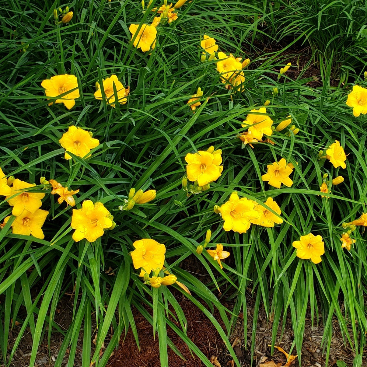 Soleil en Fleur tout l'Été Hémérocalle 'Stella de Oro' Vivace