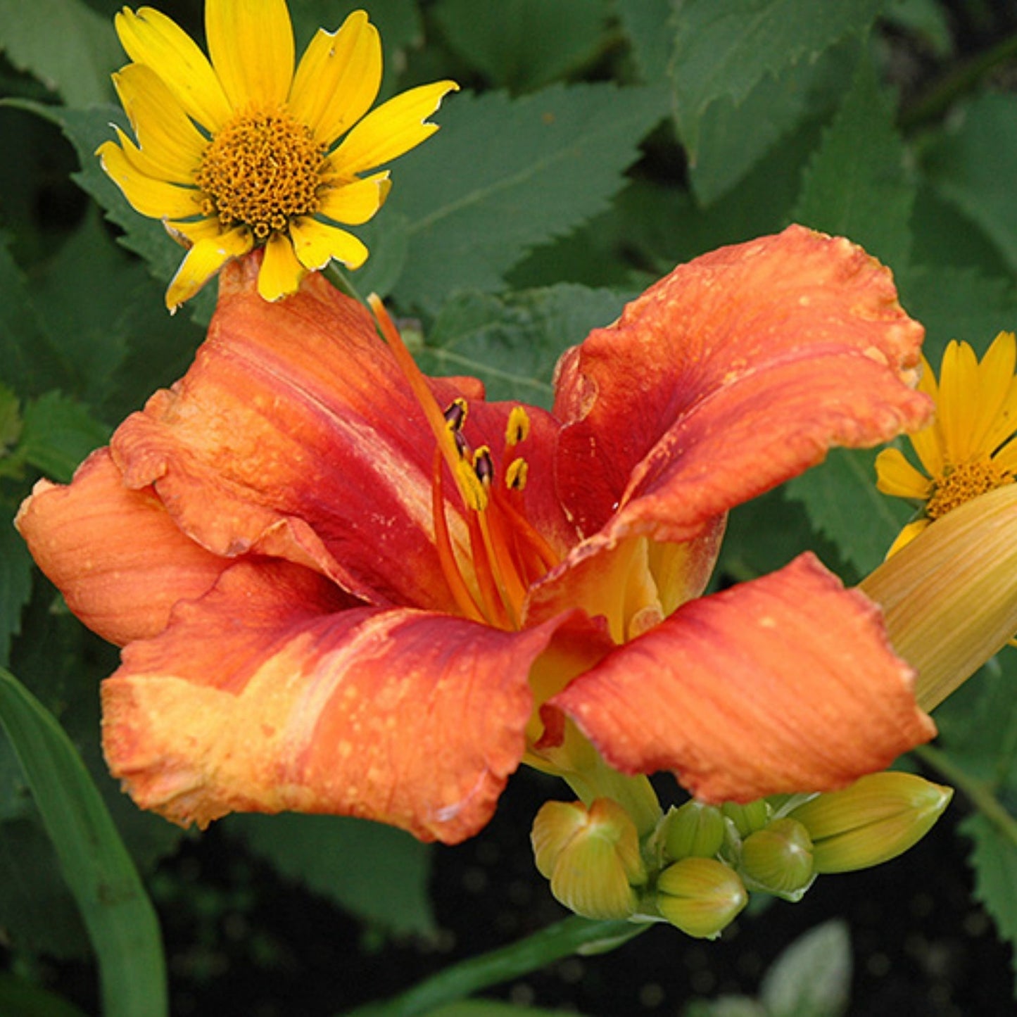 Tigger' Daylily