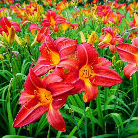 Cherokee Star' Daylily