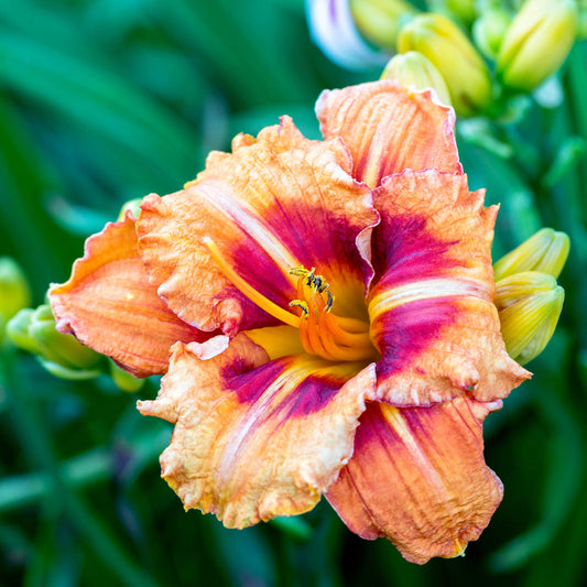 Tigger' Daylily