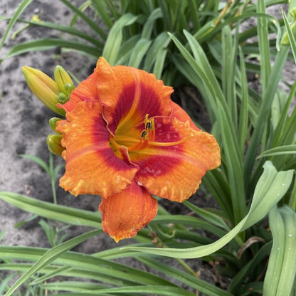 Tigger' Daylily