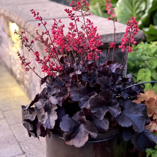 Black Forest Cake' Coral Bells