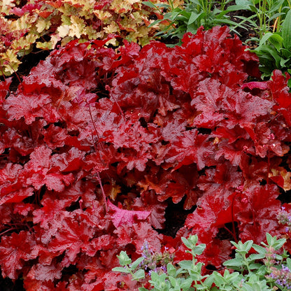 FOREVER® Red Coral Bells