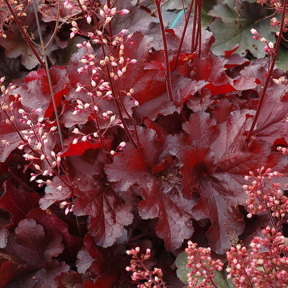 FOREVER® Red Coral Bells