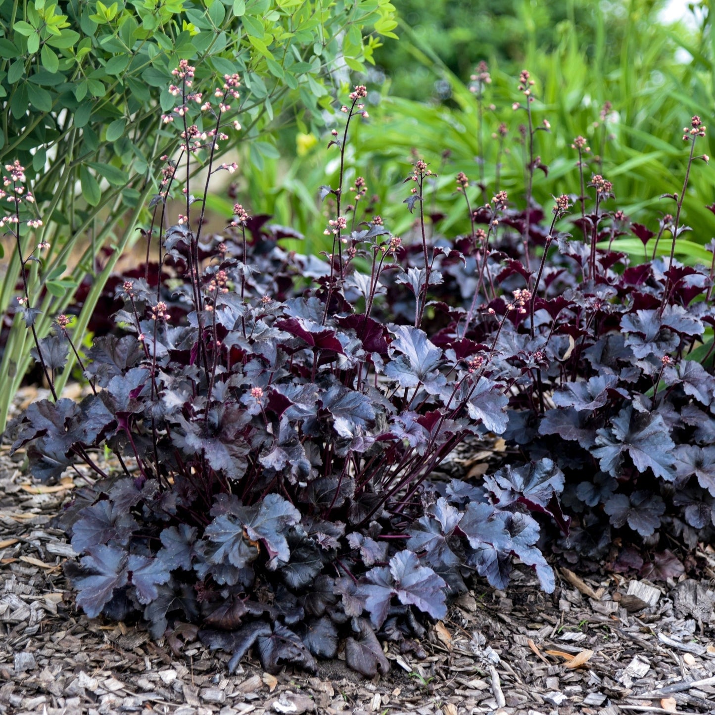 PRIMO® Black Pearl Coral Bells