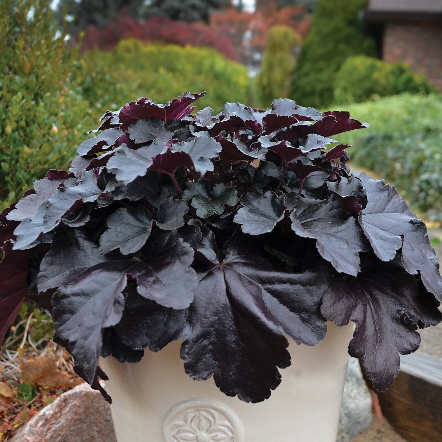 PRIMO® Black Pearl Coral Bells