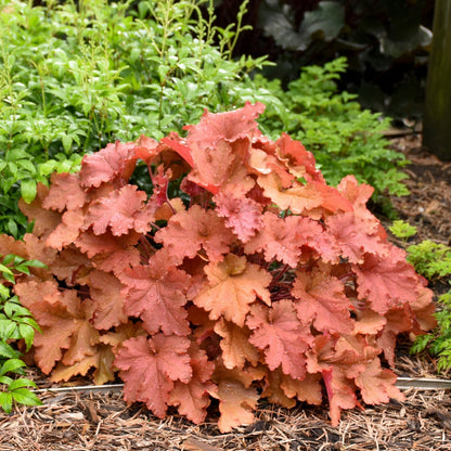PRIMO® Peachberry Ice Coral Bells