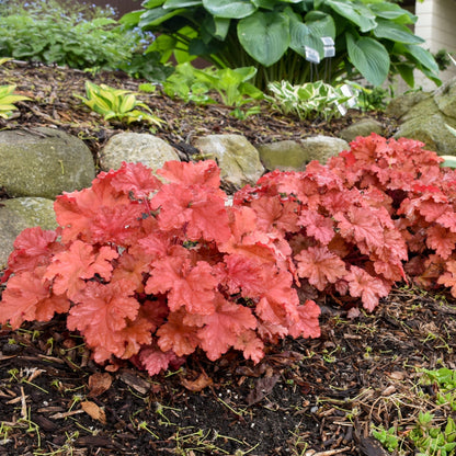 PRIMO® Peachberry Ice Coral Bells