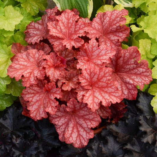 PRIMO® Peachberry Ice Coral Bells