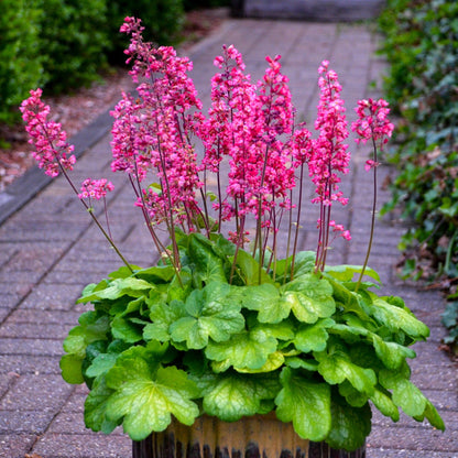 Timeless Glow' Coral Bells