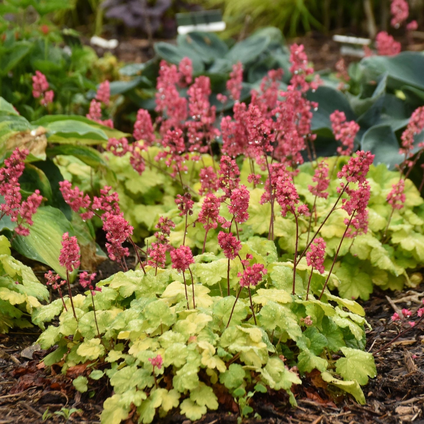 Timeless Glow' Coral Bells