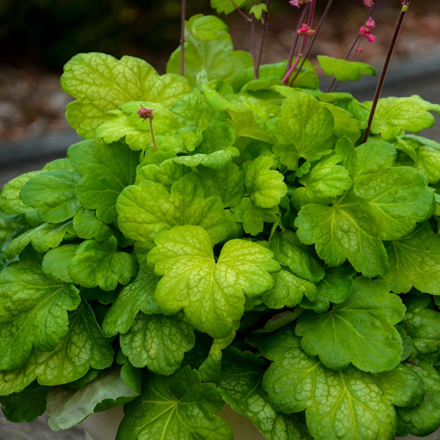 Timeless Glow' Coral Bells