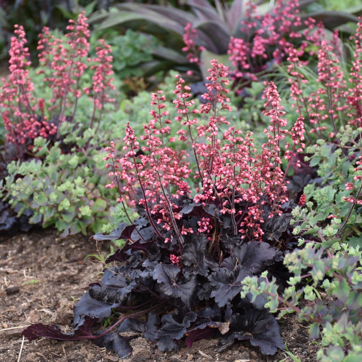 Timeless Night' Coral Bells