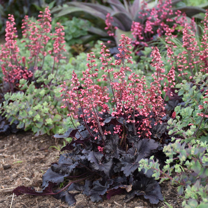 Timeless Night' Coral Bells