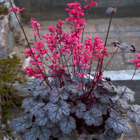 Timeless Treasure' Coral Bells