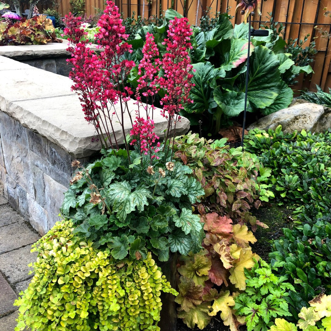 Heuchera CITY™ 'Paris' - Coral Bells
