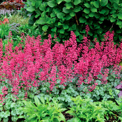 Heuchera CITY™ 'Paris' - Coral Bells
