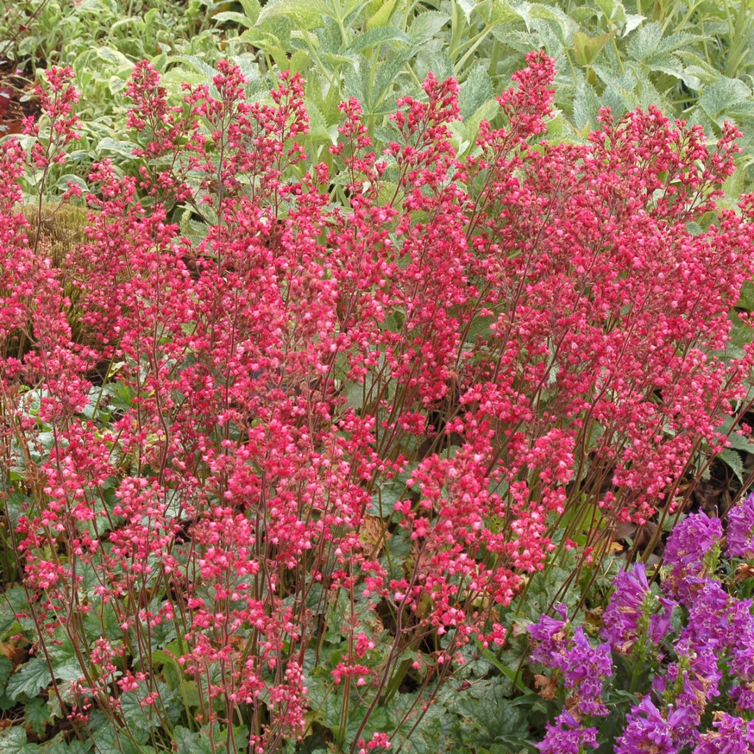 Heuchera CITY™ 'Paris' - Coral Bells