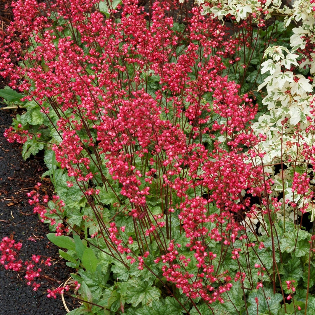 Heuchera CITY™ 'Paris' - Coral Bells