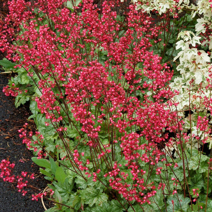Heuchera CITY™ 'Paris' - Coral Bells
