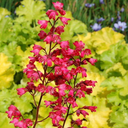 Heuchera CITY™ 'Paris' - Coral Bells