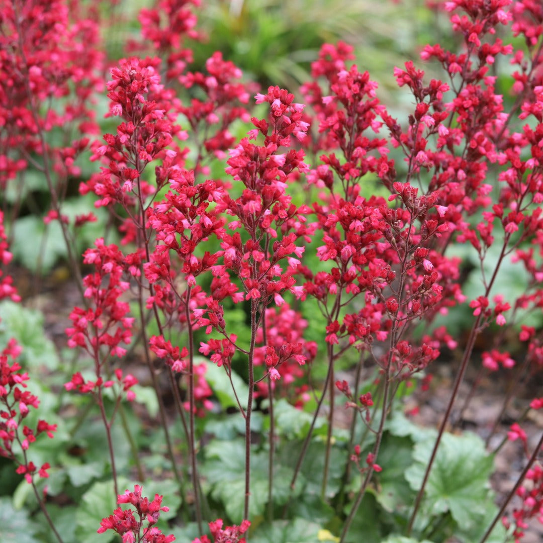 Heuchera CITY™ 'Paris' - Coral Bells