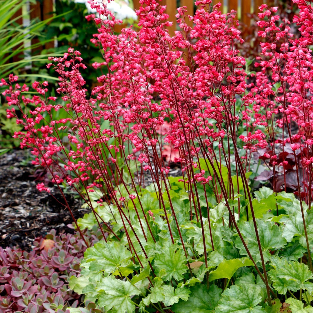 Heuchera CITY™ 'Paris' - Coral Bells