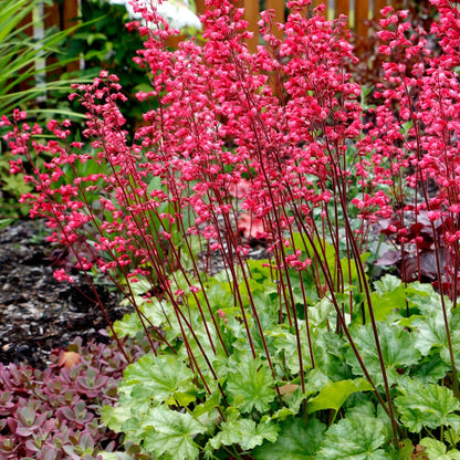 Heuchera CITY™ 'Paris' - Coral Bells