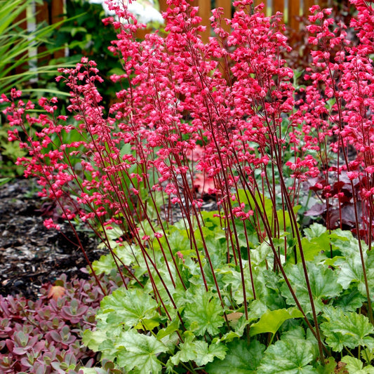 Heuchera CITY™ 'Paris' - Heuchère