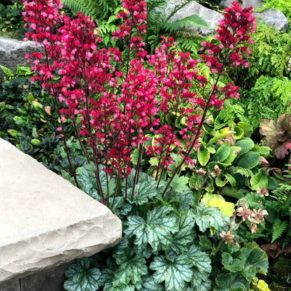Heuchera CITY™ 'Paris' - Coral Bells