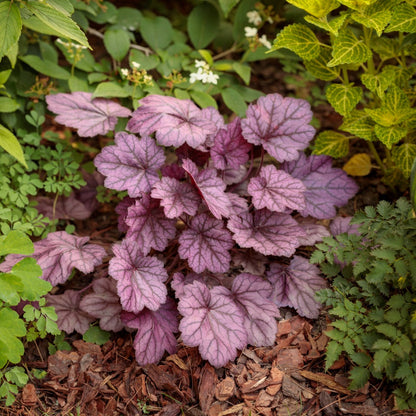Heuchera Primo® 'Wild Rose' - Heuchère