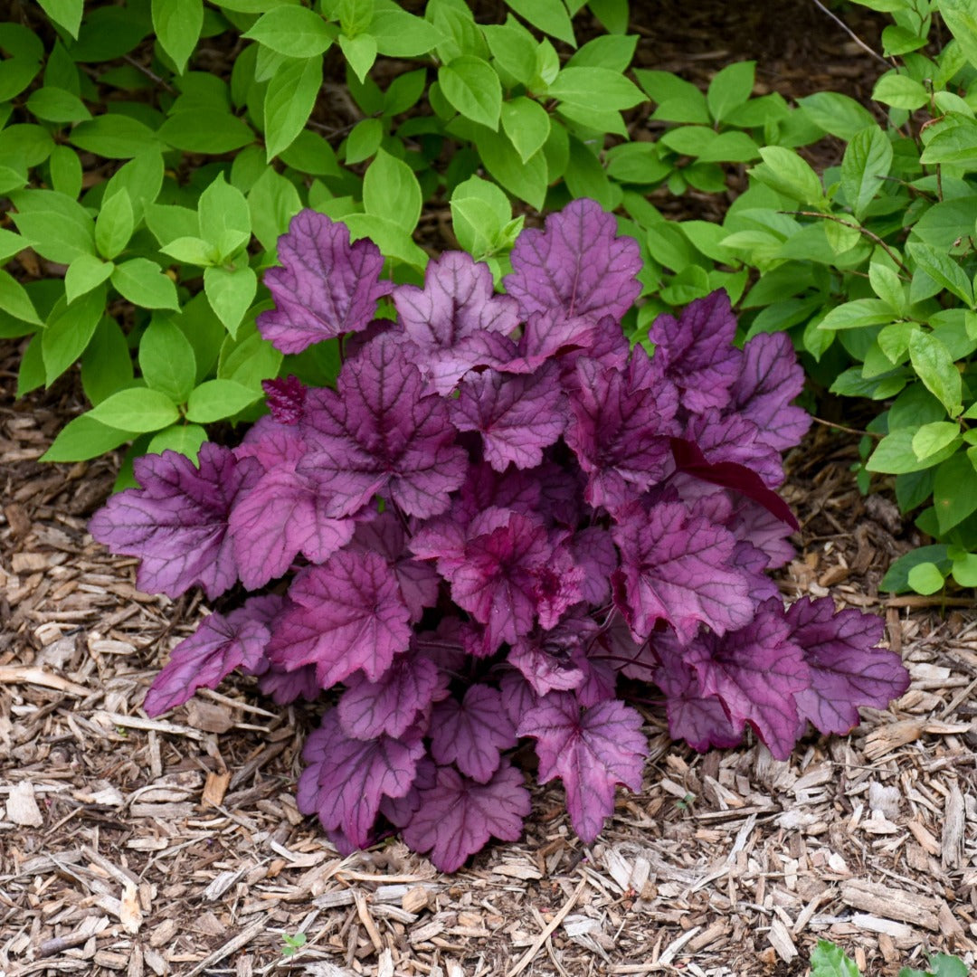 Heuchera Primo® 'Wild Rose' - Heuchère