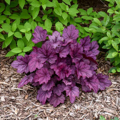 Heuchera Primo® 'Wild Rose' - Heuchère