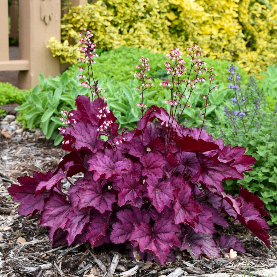 Heuchera Primo® 'Wild Rose' - Heuchère