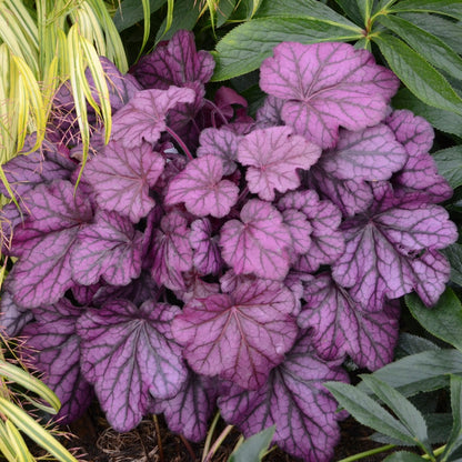 Heuchera Primo® 'Wild Rose' - Heuchère