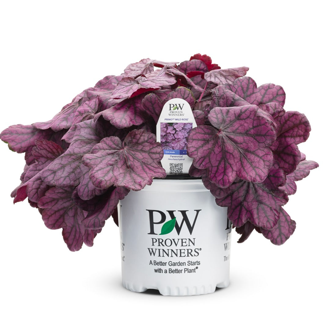 Heuchera Primo® 'Wild Rose' - Heuchère