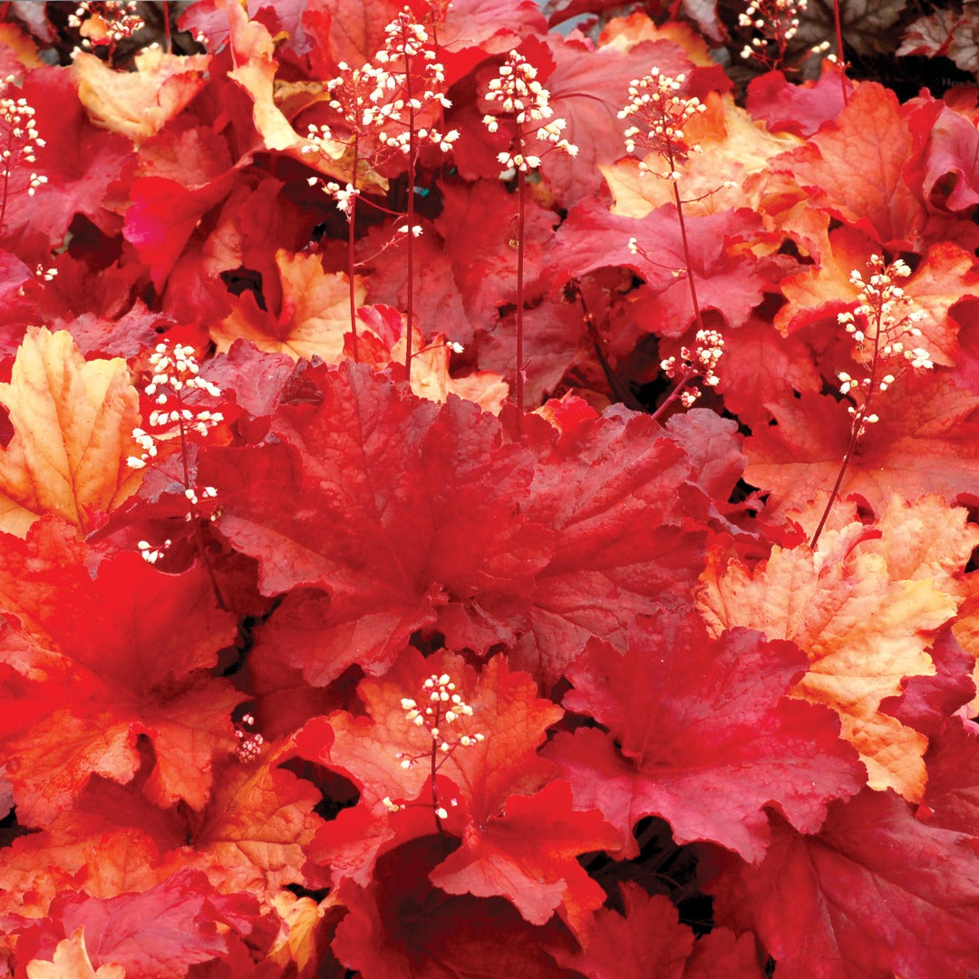 Heuchera CITY™ 'Rio' – Coral Bells