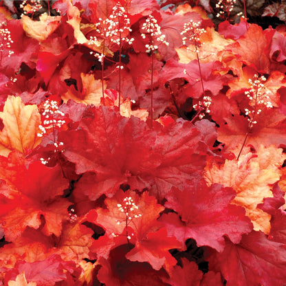 Heuchera CITY™ 'Rio' – Coral Bells