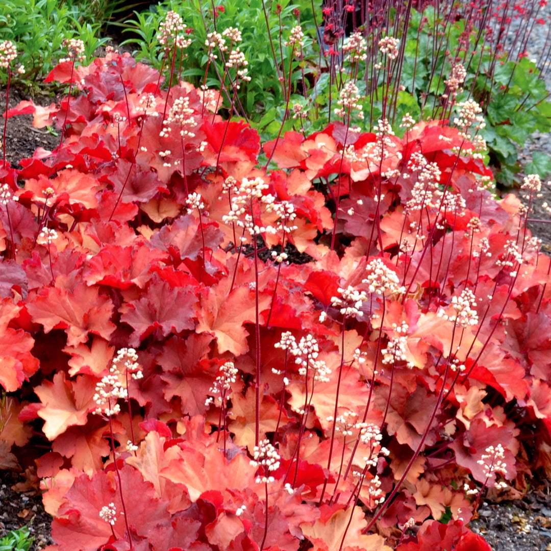 Heuchera CITY™ 'Rio' – Coral Bells