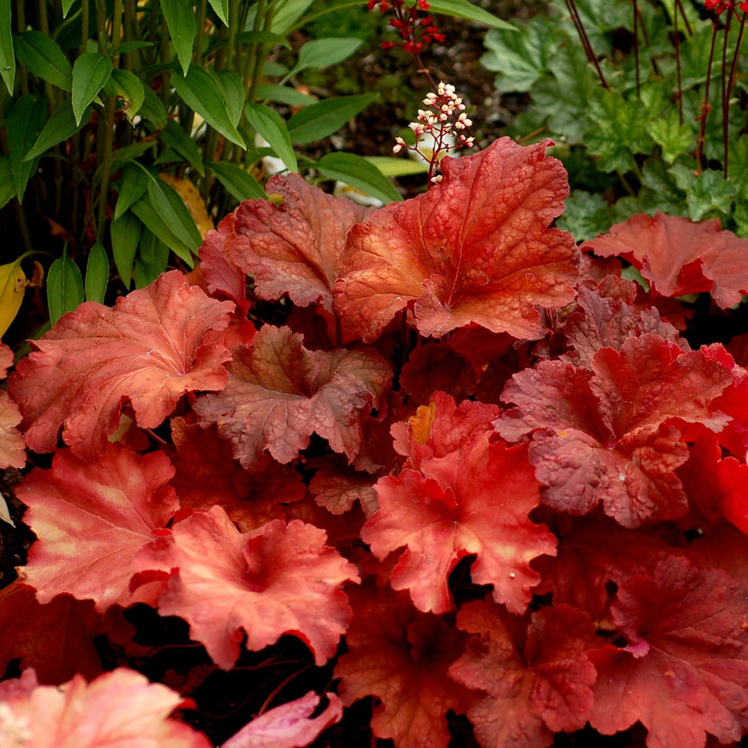 Heuchera CITY™ 'Rio' – Coral Bells