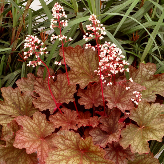 Heuchera CITY™ 'Rio' – Heuchère