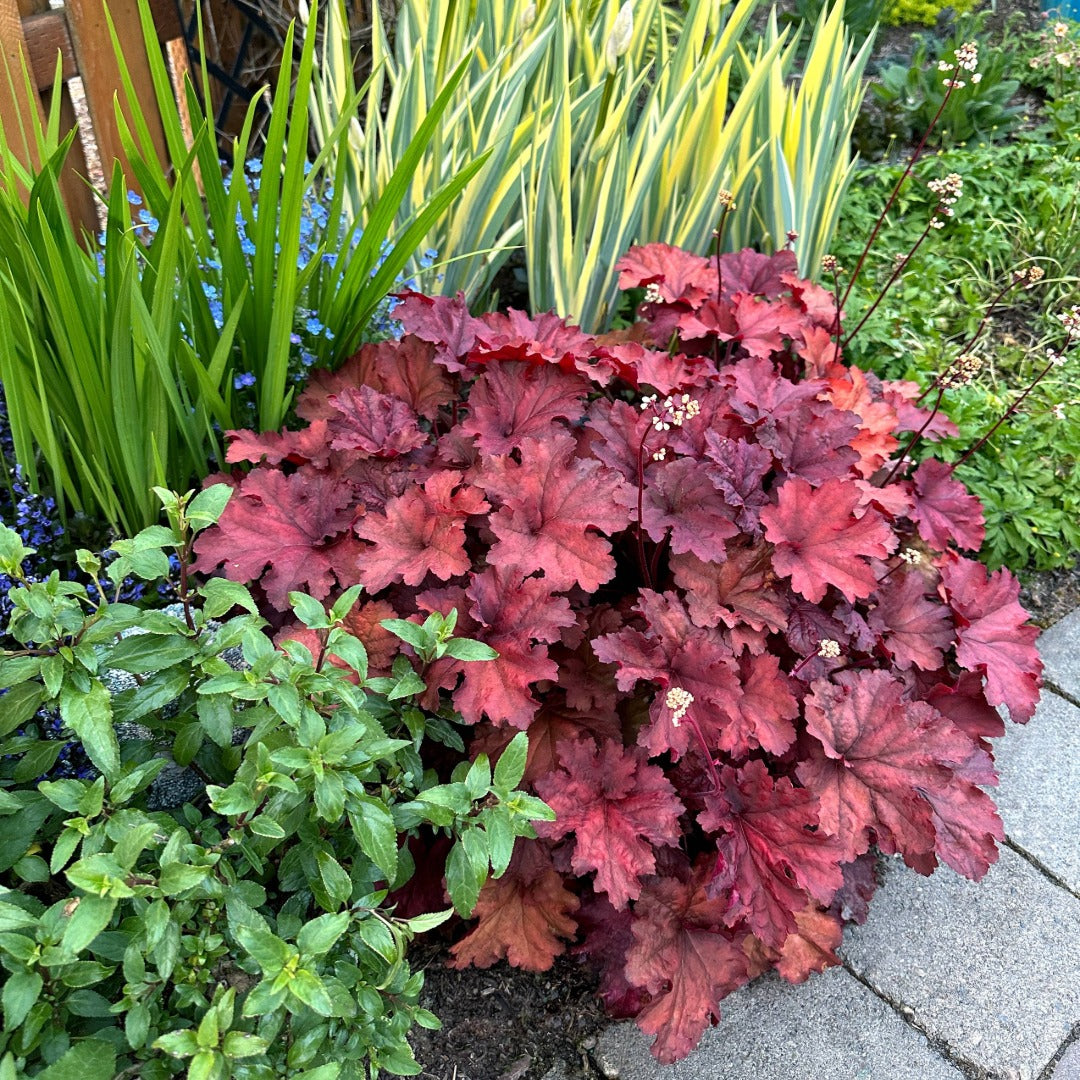 Heuchera CITY™ 'Rio' – Coral Bells