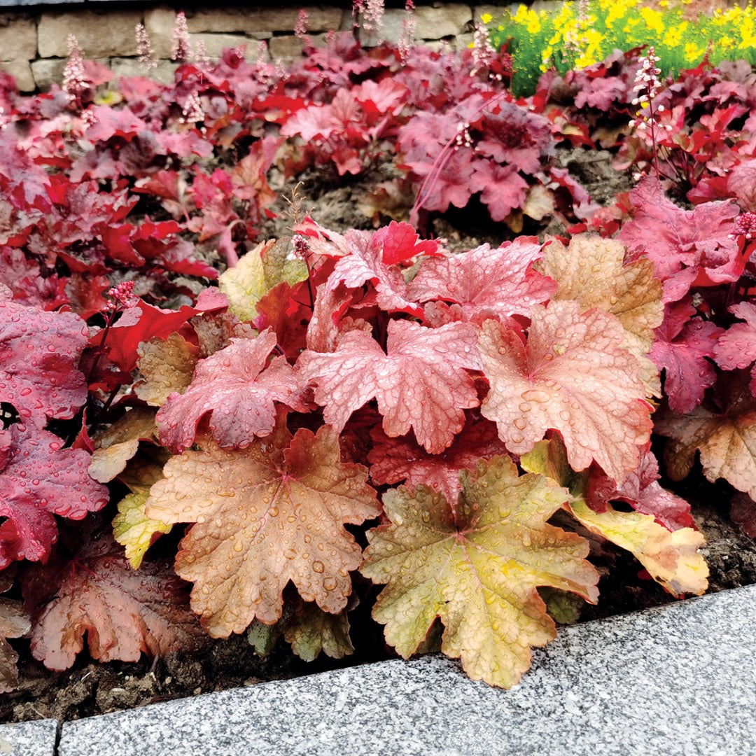 Heuchera CITY™ 'Rio' – Coral Bells