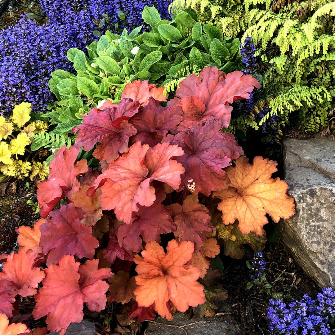 Heuchera CITY™ 'Rio' – Coral Bells