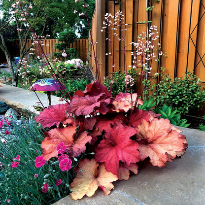 Heuchera CITY™ 'Rio' – Coral Bells