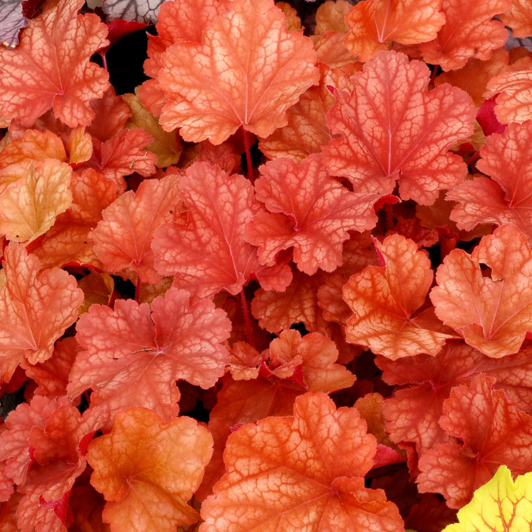 Heuchera CITY™ 'Rio' – Coral Bells