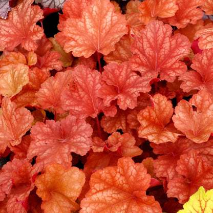 Heuchera CITY™ 'Rio' – Coral Bells