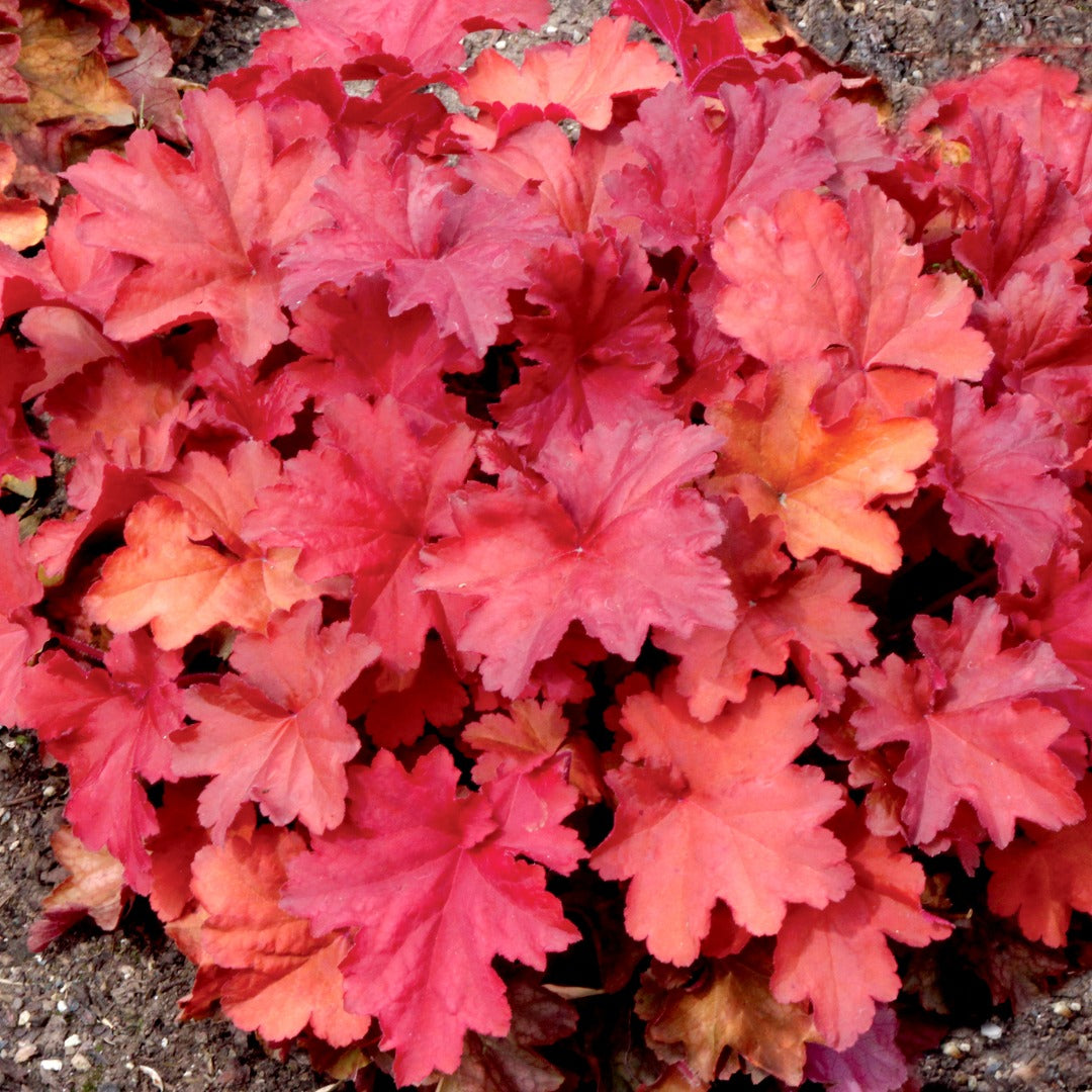 Heuchera CITY™ 'Rio' – Coral Bells